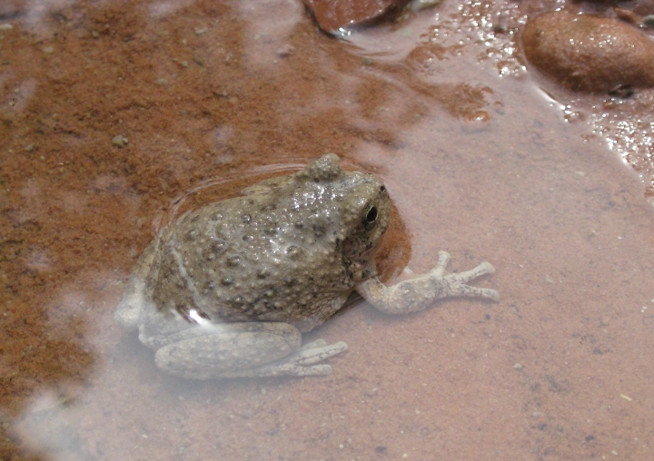 Canyon Tree Frog